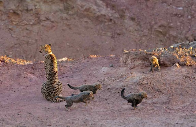 The cheetahs of Sir Bani Yas Island